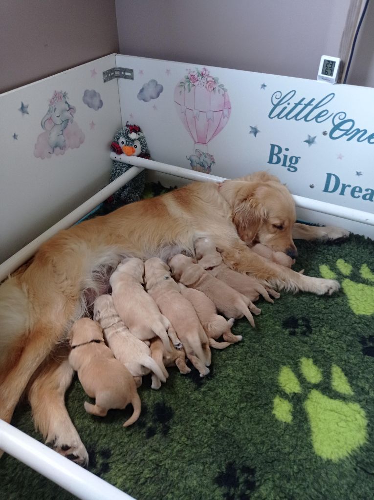 chiot Golden Retriever Des Lisières D'Arraga