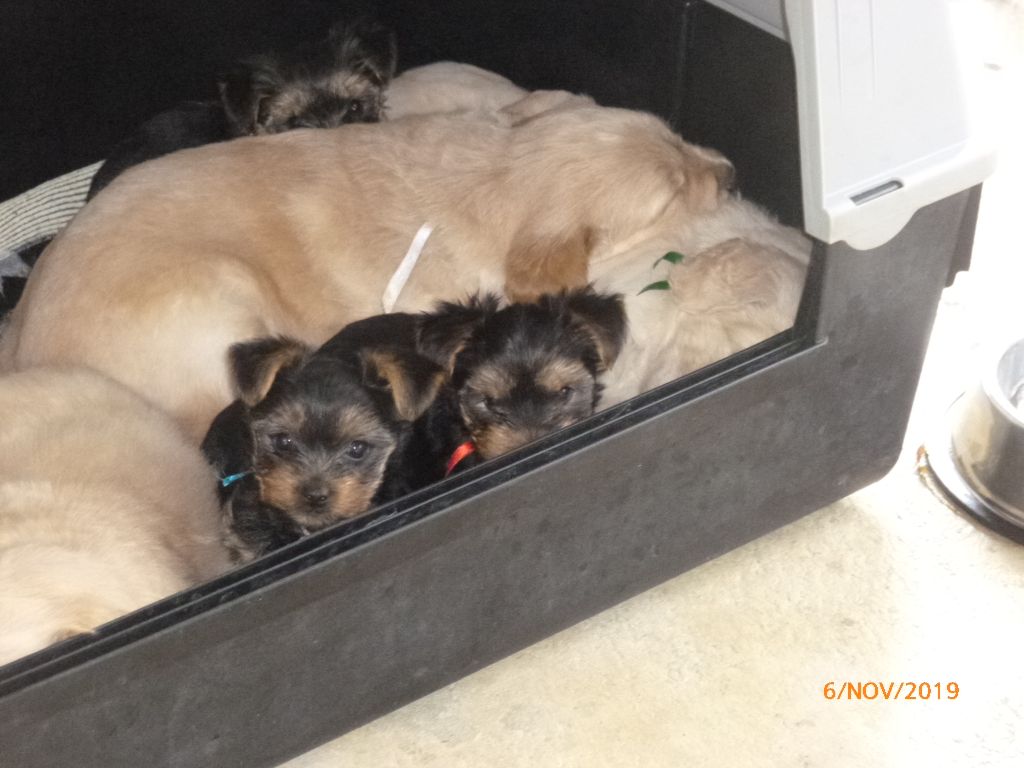 Des Lisières D'Arraga - Yorkshire Terrier - Portée née le 15/09/2019