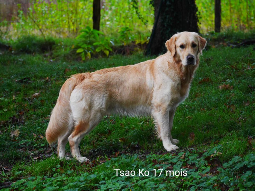 Tsao ko Des Lisières D'Arraga