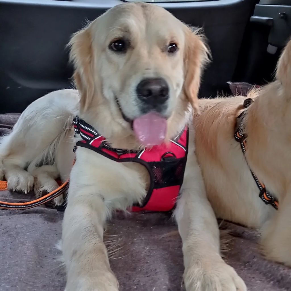 Tequila sunrise Des Puppys Goldens Love