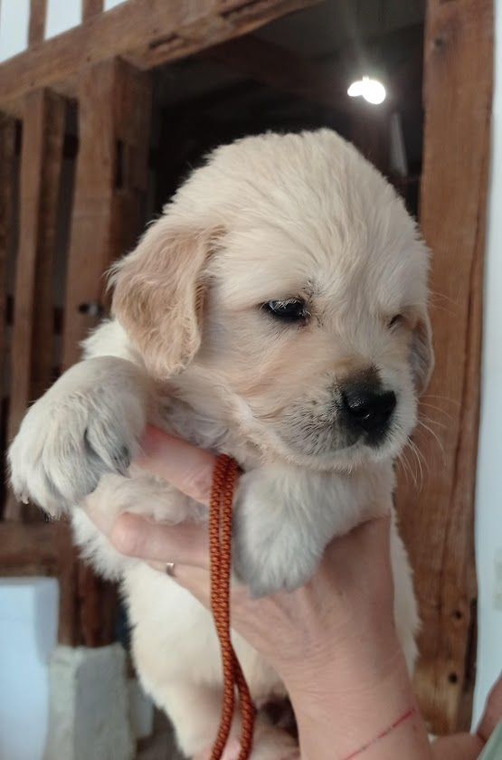 Des Lisières D'Arraga - Chiots disponibles - Golden Retriever