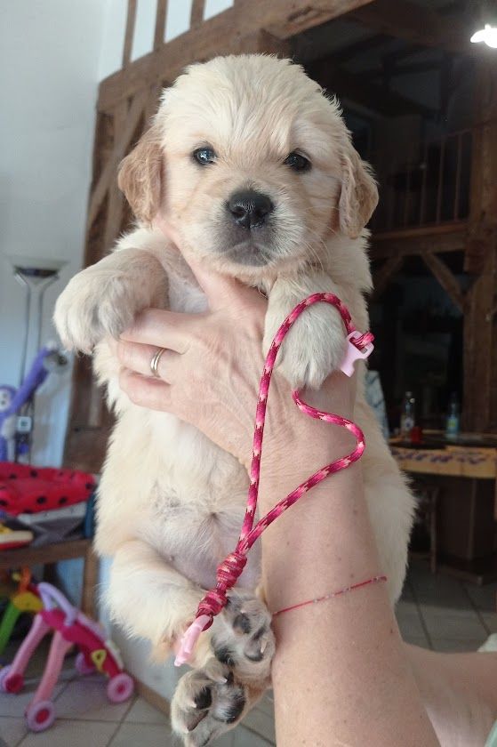 Des Lisières D'Arraga - Chiots disponibles - Golden Retriever