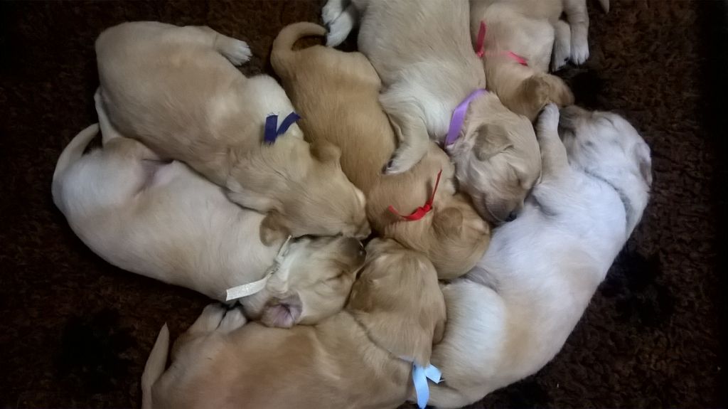Des Lisières D'Arraga - Golden Retriever - Portée née le 16/02/2019