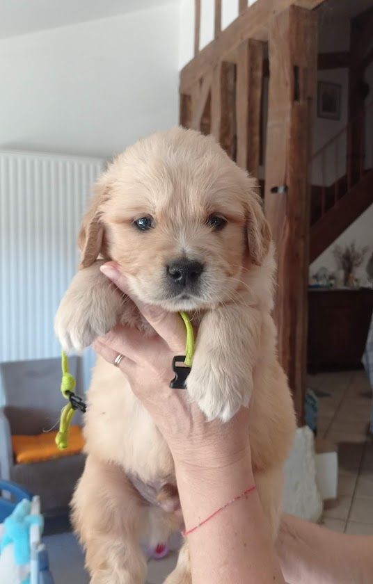 Des Lisières D'Arraga - Chiots disponibles - Golden Retriever