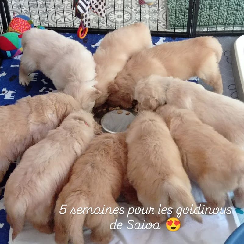 Chiot Golden Retriever Des Lisières D'Arraga