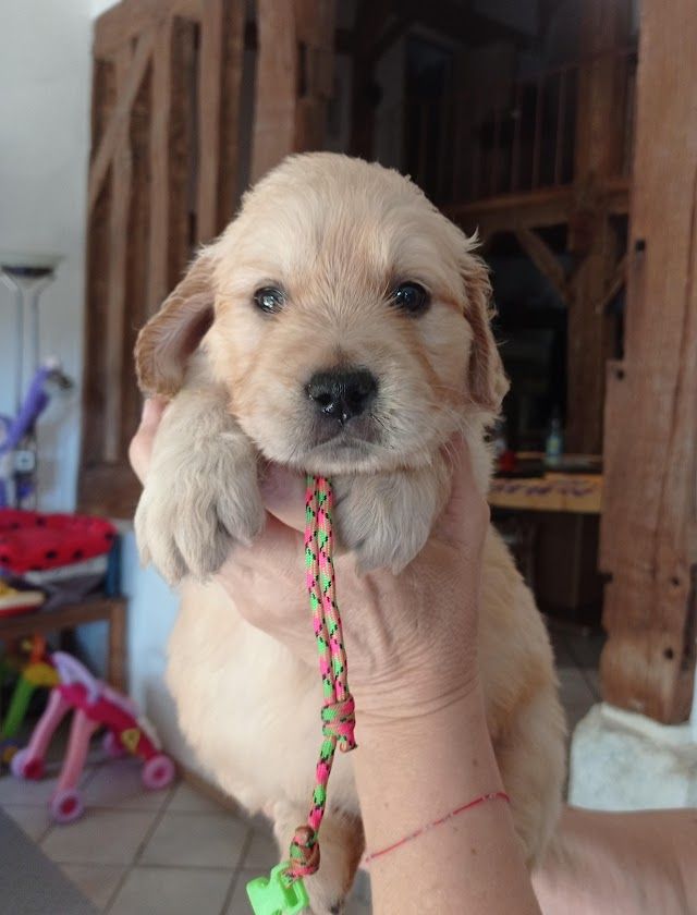 Des Lisières D'Arraga - Chiots disponibles - Golden Retriever