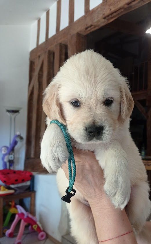 Des Lisières D'Arraga - Chiots disponibles - Golden Retriever