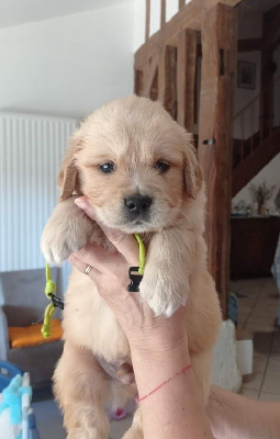 CHIOT 2