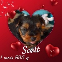 Scott