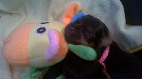 Poppie