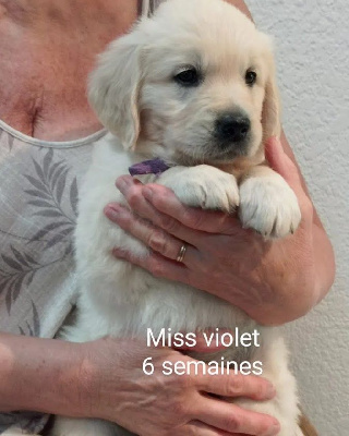 CHIOT 10 collier violet 