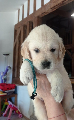 CHIOT 5