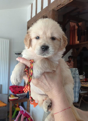 CHIOT 6