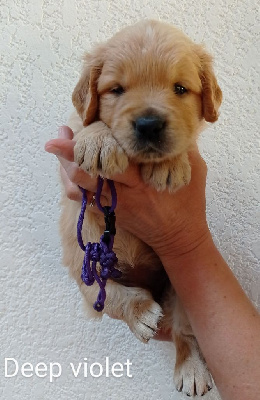 CHIOT 8
