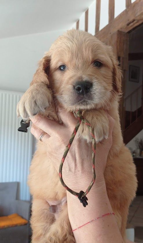 Des Lisières D'Arraga - Chiots disponibles - Golden Retriever