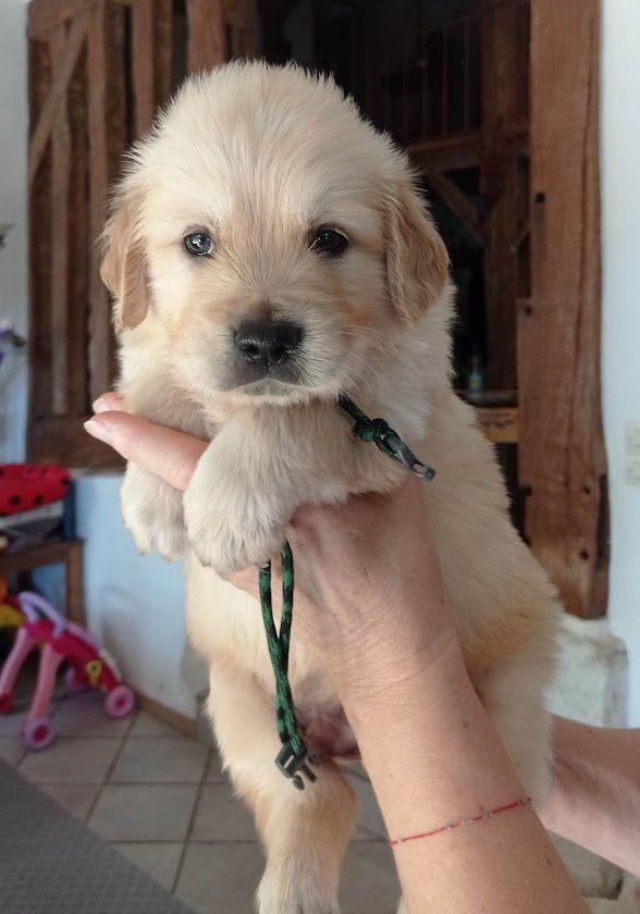 Des Lisières D'Arraga - Chiots disponibles - Golden Retriever