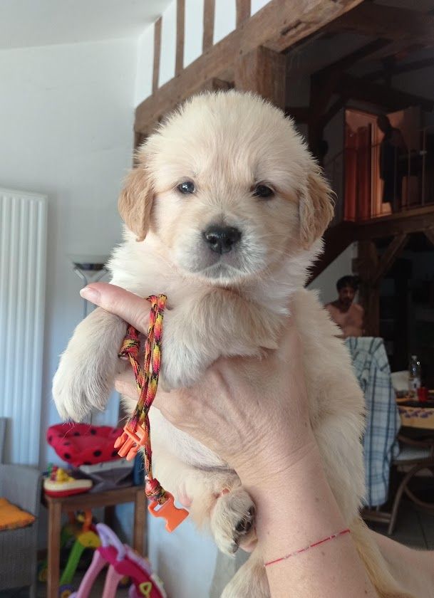 Des Lisières D'Arraga - Chiots disponibles - Golden Retriever