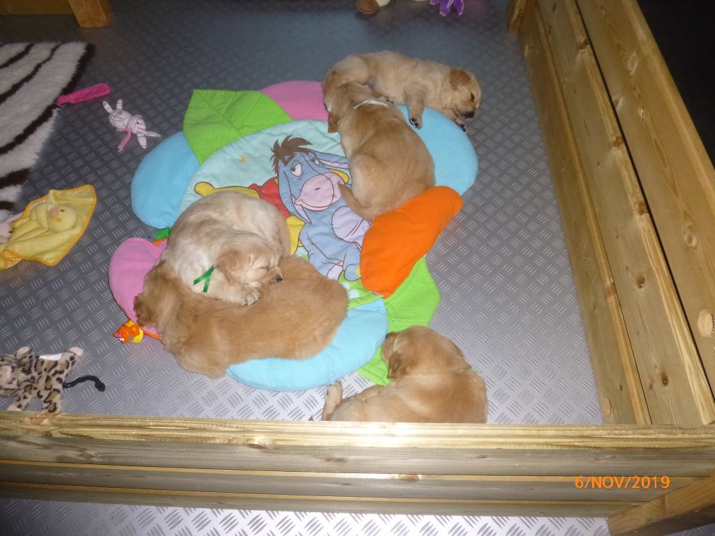Des Lisières D'Arraga - Golden Retriever - Portée née le 30/09/2019